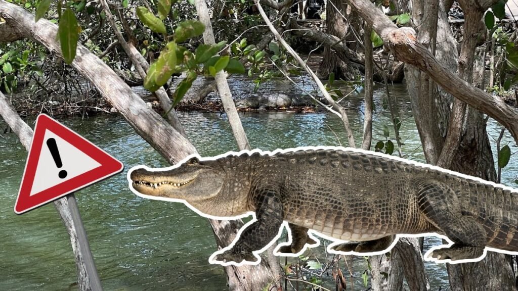 CIERRAN BALNEARIO CHIQUILÁ EN RÍO LAGARTOS POR AVISTAMIENTO DE COCODRILOS