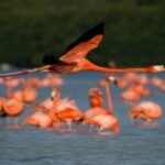 YUCATÁN UN GRAN DESTINO TURÍSTICO: DARIO FLOTA