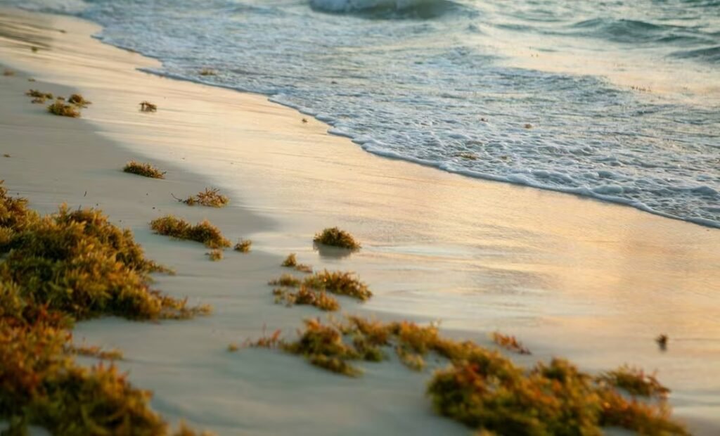 TEMPORADA DE SARGAZO EN QUINTANA ROO: ¿CUÁNDO LLEGA MÁS A LAS PLAYAS?