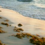 TEMPORADA DE SARGAZO EN QUINTANA ROO: ¿CUÁNDO LLEGA MÁS A LAS PLAYAS?
