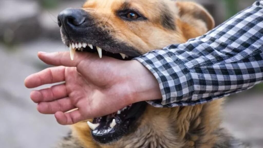 AUMENTAN MORDIDAS DE PERRO EN CAMPECHE EN 2025