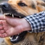 AUMENTAN MORDIDAS DE PERRO EN CAMPECHE EN 2025