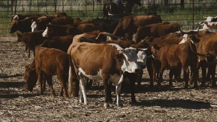MÉXICO RECHAZA CIERRE FRONTERIZO DE EU PARA EXPORTACIÓN DE GANADO