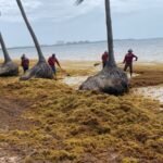 REDOBLA GOBIERNO DE BJ RETIRO DE SARGAZO EN PLAYA CORAL