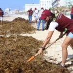 CANCÚN SE DISTINGUE EN EL CARIBE POR SU RESPUESTA EFECTIVA ANTE EL SARGAZO