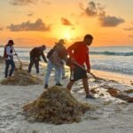 REFUERZAN OPERATIVO DE LIMPIEZA ANTE LLEGADA DE SARGAZO EN CANCÚN