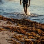 SARGAZO AMENAZA TEMPORADA DE VERANO EN YUCATÁN