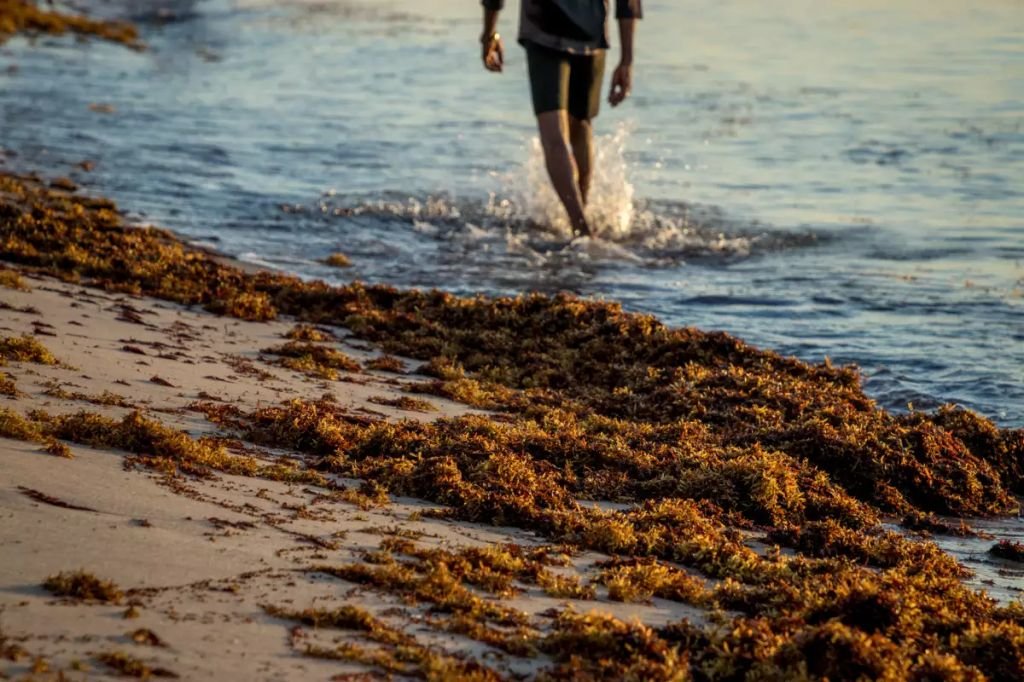 SARGAZO AMENAZA TEMPORADA DE VERANO EN YUCATÁN
