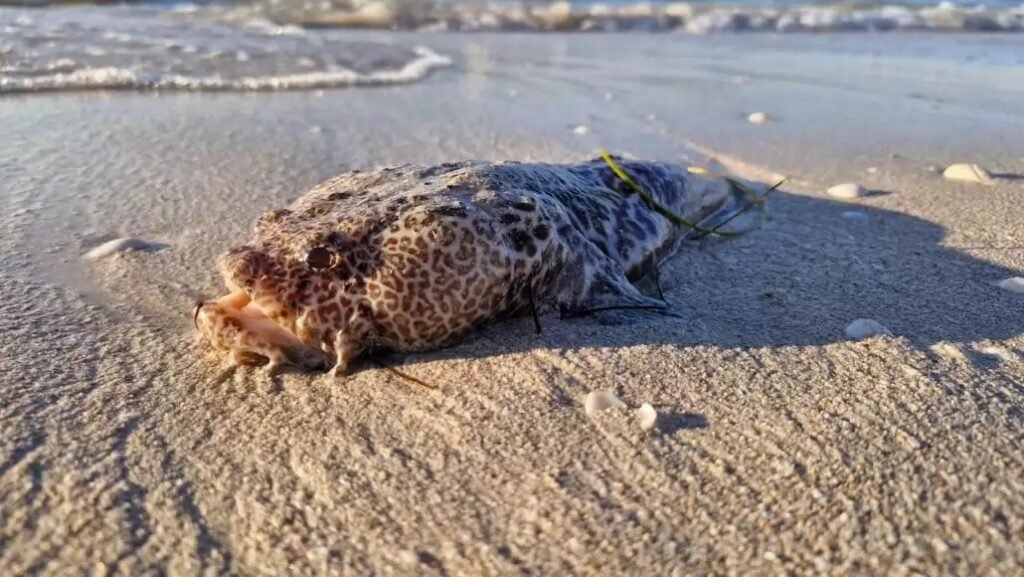 BAJAN ALERTA EN PROGRESO POR PECES PELIGROSOS, PERO ADVIERTEN QUE EL RIESGO SIGUE LATENTE
