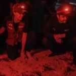 CERRAMOS CON ÉXITO TEMPORADA DE TORTUGAS MARINAS 2025: ANA PATY PERALTA