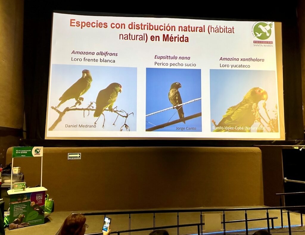 MÉRIDA SE CONSOLIDA COMO SANTUARIO URBANO PARA LOROS Y FAUNA EXÓTICA
