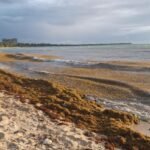 ARRIBO ANTICIPADO DE SARGAZO ALERTA A MUNICIPIOS COSTEROS DE QUINTANA ROO