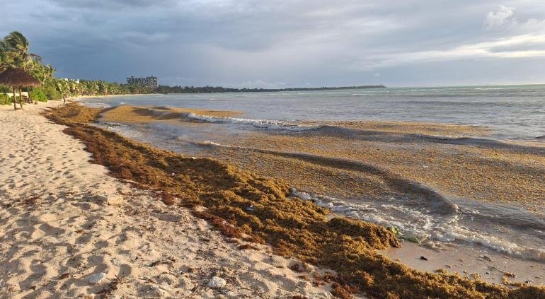 ARRIBO ANTICIPADO DE SARGAZO ALERTA A MUNICIPIOS COSTEROS DE QUINTANA ROO