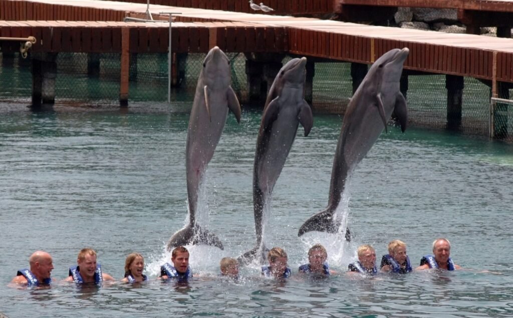 CLAUSURA DE DELFINARIO EN CANCÚN GENERA DUDAS SOBRE DESTINO DE LOS ANIMALES