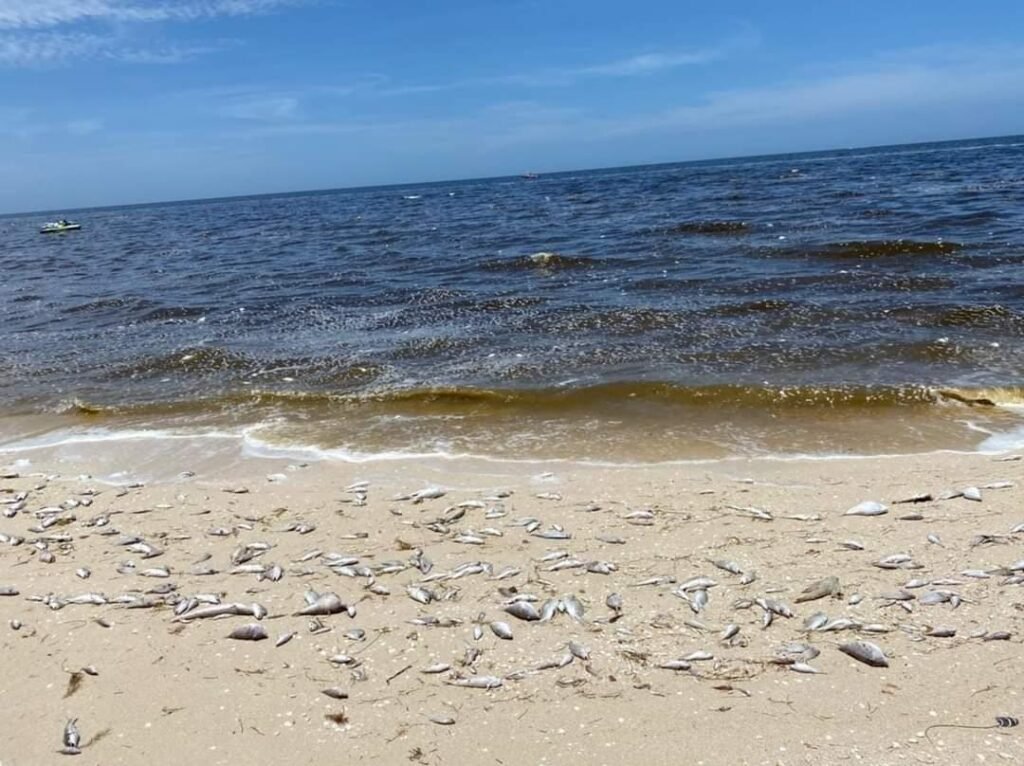 MISTERIOSA MORTANDAD DE PECES ENCIENDE LAS ALARMAS EN PUERTO MORELOS
